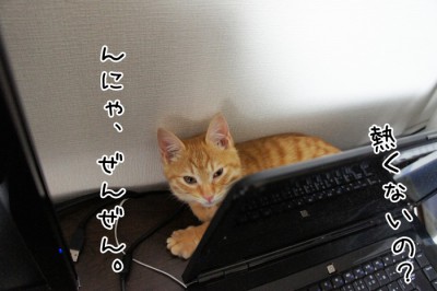 心地よいにゃ