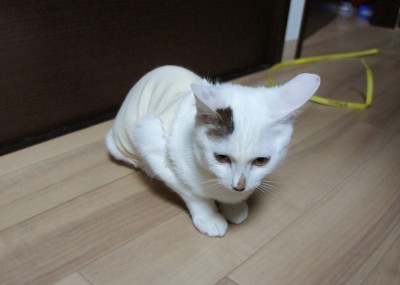 おかえりなさい！