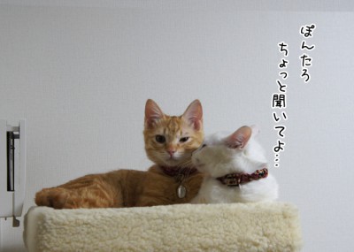 ぽんちゃんにグチる