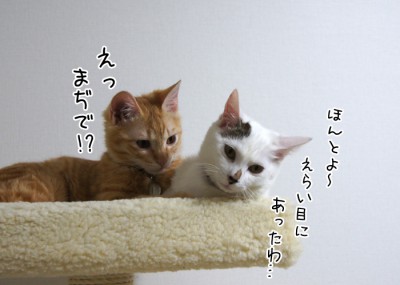 えっまぢで！?