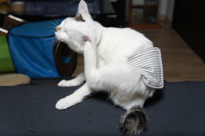 腹巻姿