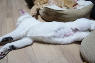 無事抜糸