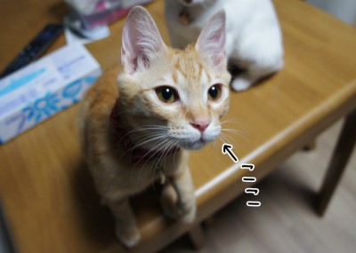 ひげ部