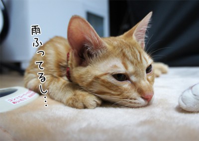 雨ふってるし…