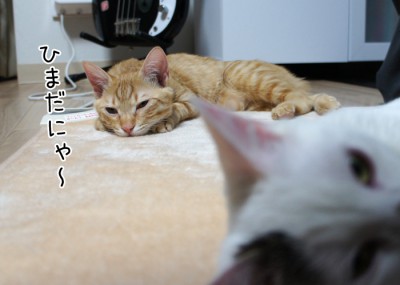 ひまだにゃぁ～