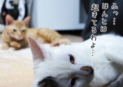 ほんとは起きてる